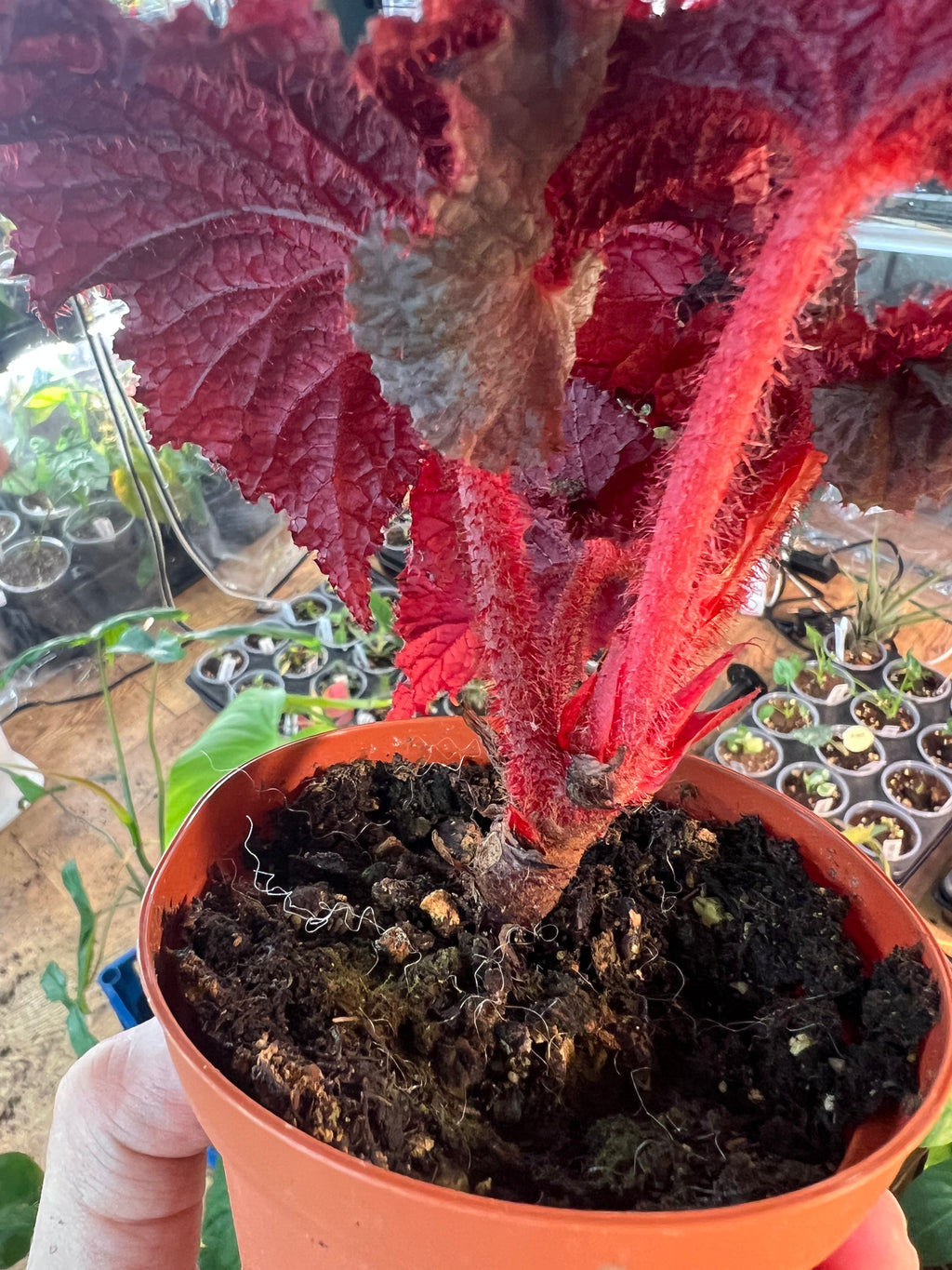 Begonia Midnight Magic live plant foliage and detail view 4
