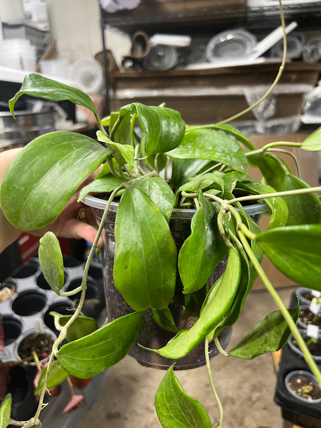 Hoya Carnosa Quinquenervia