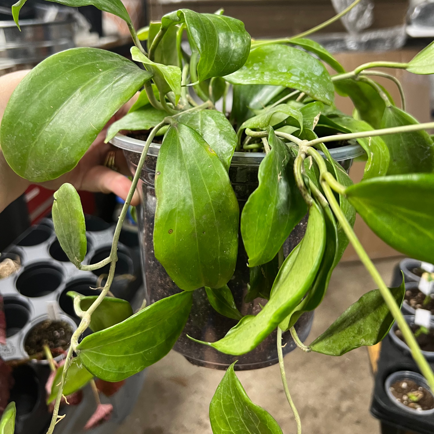Hoya quinquenervia live hoya from Mulliken Nursery