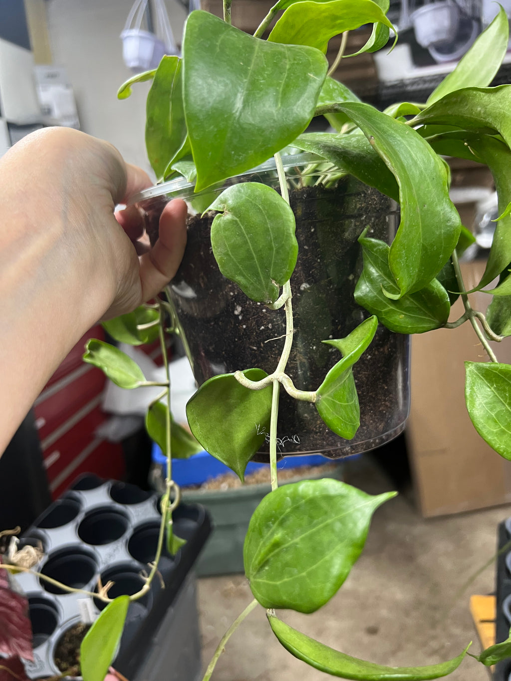 Hoya Carnosa Quinquenervia