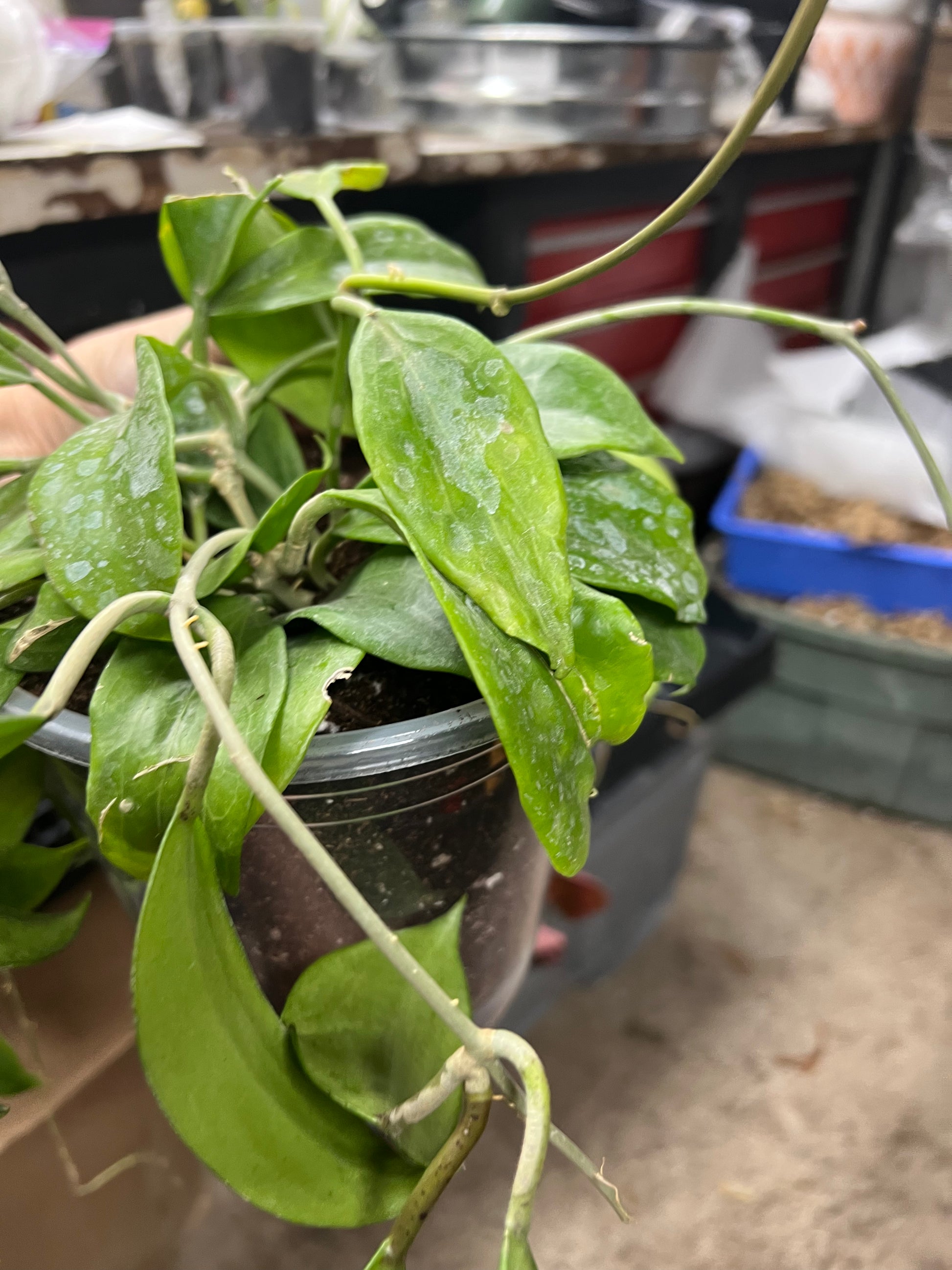 Hoya Carnosa Quinquenervia