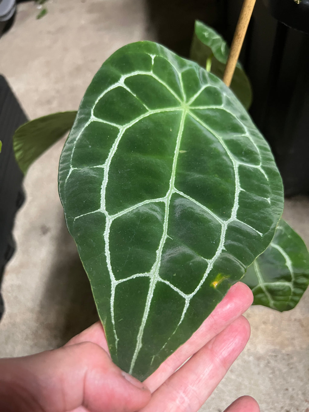 Anthurium 'Silver Streak' live anthurium from Mulliken Nursery