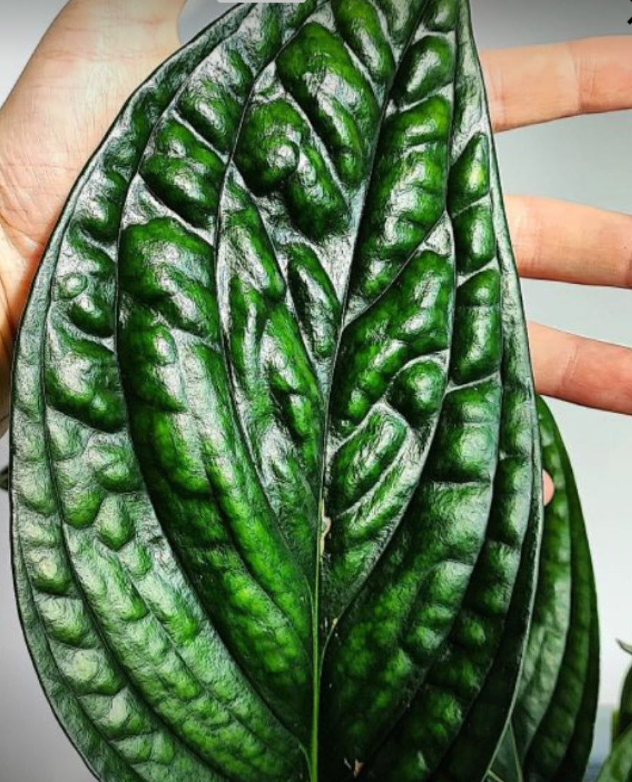 Monstera Peru  - 4in