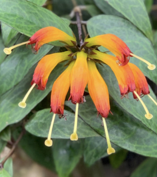 Aeschynanthus Black Pagoda (4")