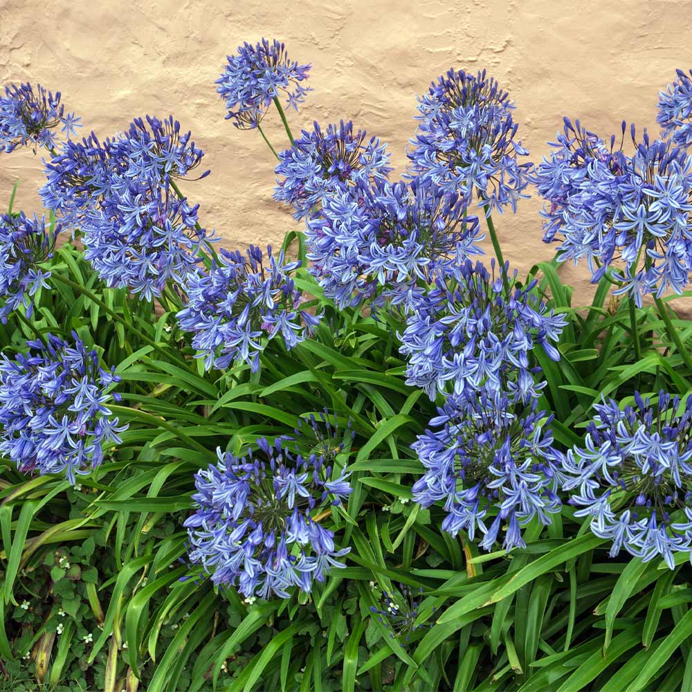 Agapanthus Blue (4")