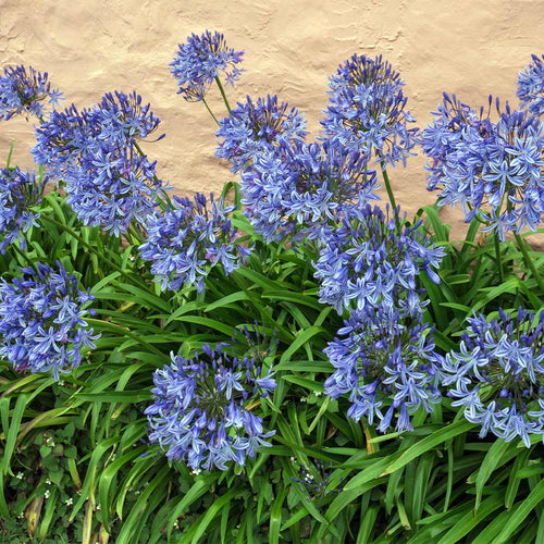 Agapanthus Blue