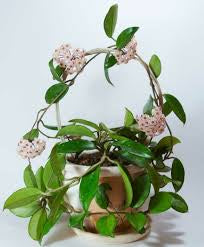 Hoya Carnosa (4")