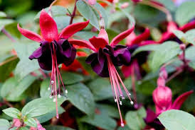 Fuchsia Blackie