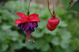 Fuchsia Dark Eyes