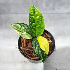 Monstera Peru Variegated (4")