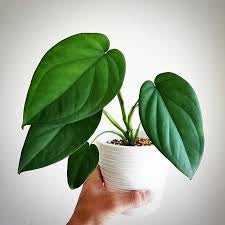 Syngonium Chiapense (4")
