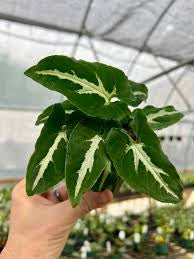 Syngonium Wendlandii live syngonium from Mulliken Nursery