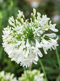 Agapanthus White (4")