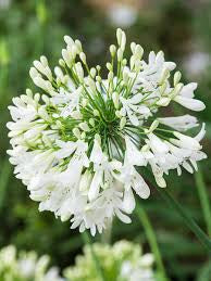 Agapanthus White live agapanthus from Mulliken Nursery