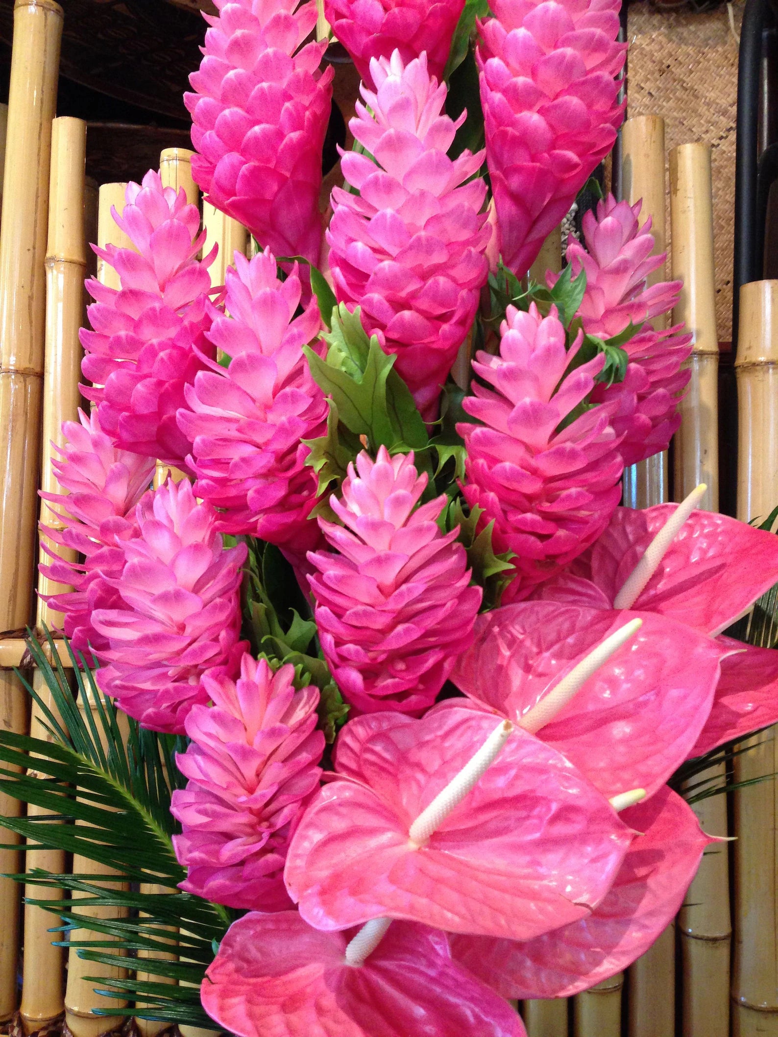 Alpinia Purpurata ‘Pink Hawaiian (4")
