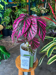 Begonia Brevirimosa Exotica (4")