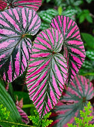 Begonia Brevirimosa Exotica