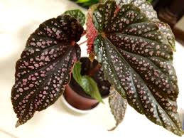Begonia Benigo Pink (4")