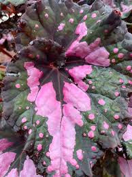 Begonia Harmonys Twisted Sister (4")