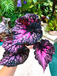 Begonia Harmony's 'Twisted Sister' live begonia from Mulliken Nursery