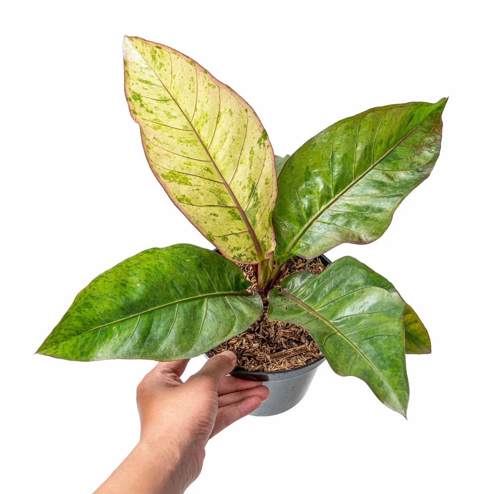 Anthurium Variegated Hookeri Aurea (4")