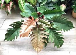 Philodendron Pluto “Choco Empress” (4")