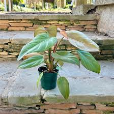 Philodendron Summer Glory