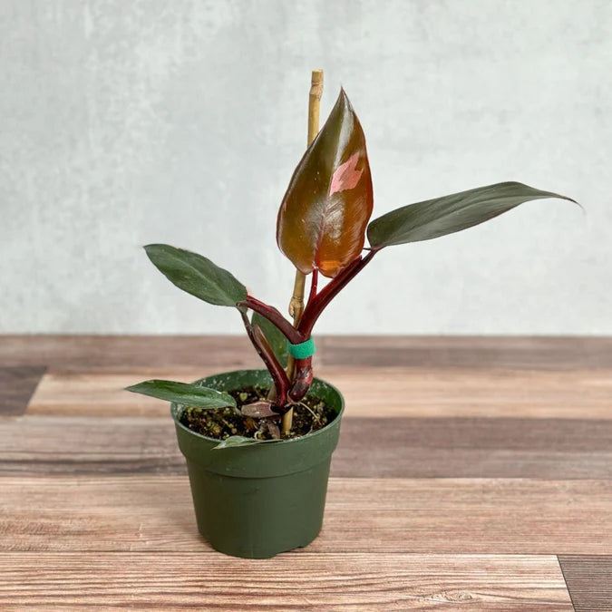 Philodendron Pink (Uve) (4")