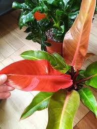 Philodendron Red Sun  (4")