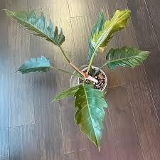 Philodendron Pluto (4")
