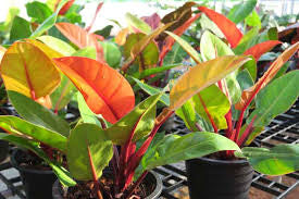 Philodendron Orange Princess live philodendron from Mulliken Nursery