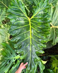 Alocasia Golden Dragon  (4")