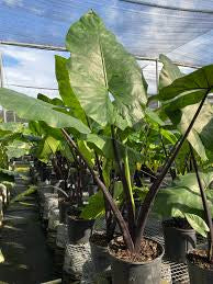 Alocasia Black Stem - 4in