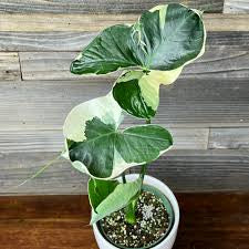 Alocasia Mickey Mouse (4")