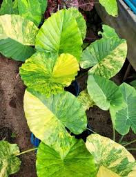 Alocasia Yellow Gageana Variegated (4")