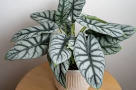 Alocasia Silver Dragon  (4")