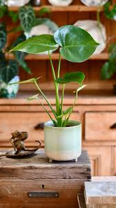 Monstera Delicioso - 4in