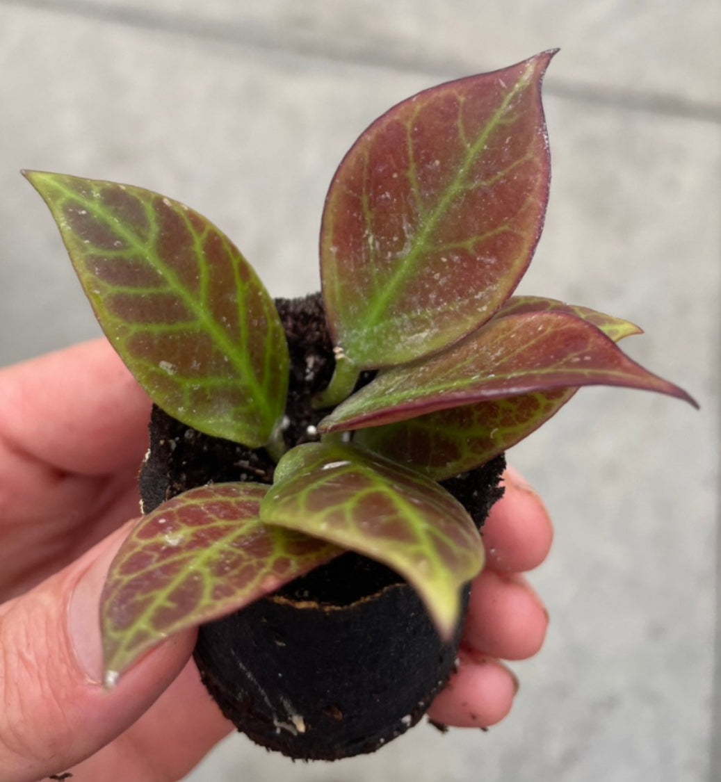 Hoya Sunrise live hoya from Mulliken Nursery