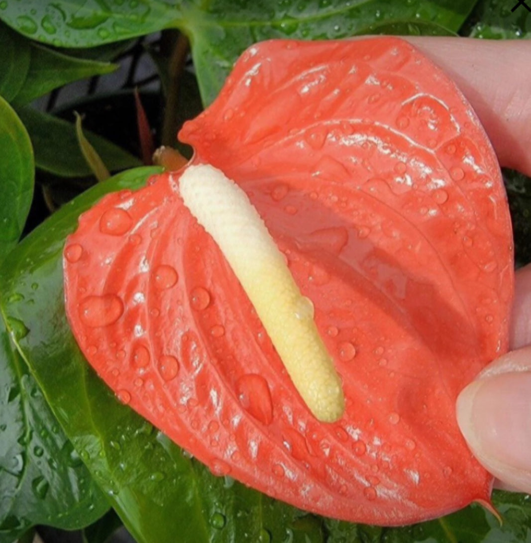 Anthurium “Aren't you Orange (4)