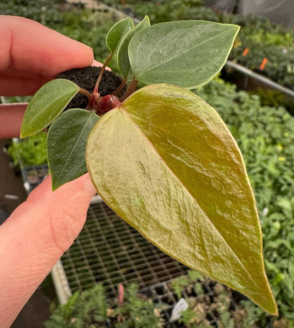 Anthurium “Aren't you Orange (4)