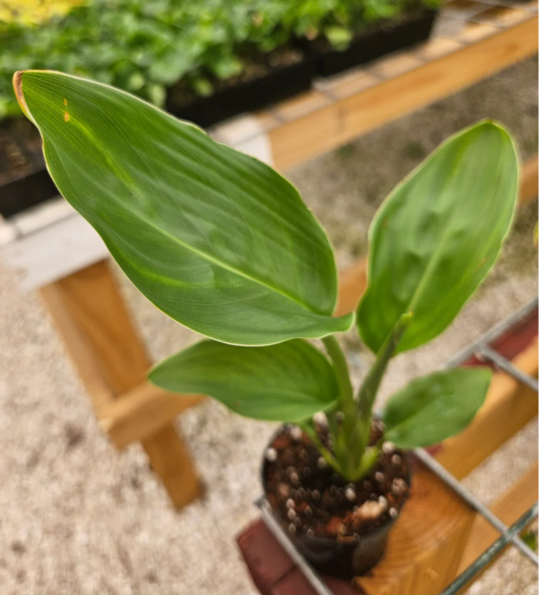 Orange Bird of Paradise live strelitzia from Mulliken Nursery