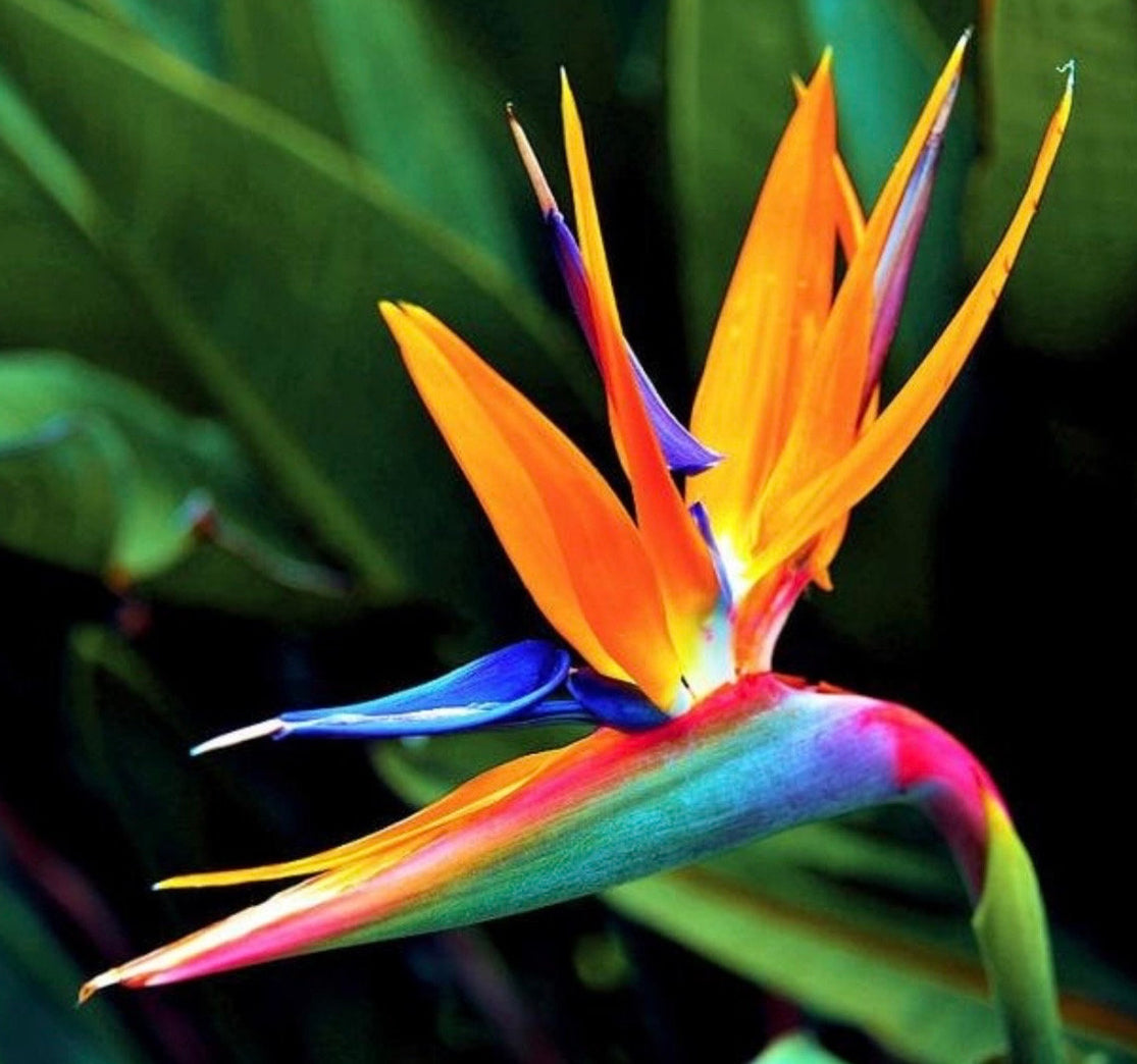 Bird of Paradice - Orange (4)