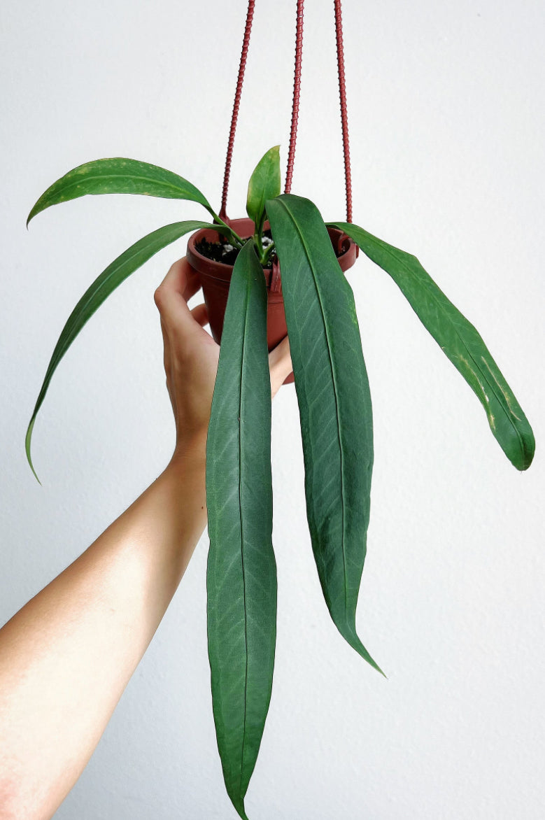 Anthurium Vittarifolium  (4")