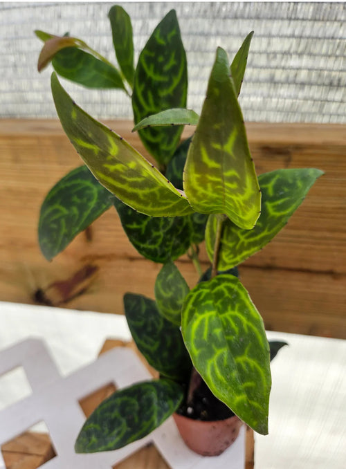 Aeschynanthus Black Pagoda - 4in