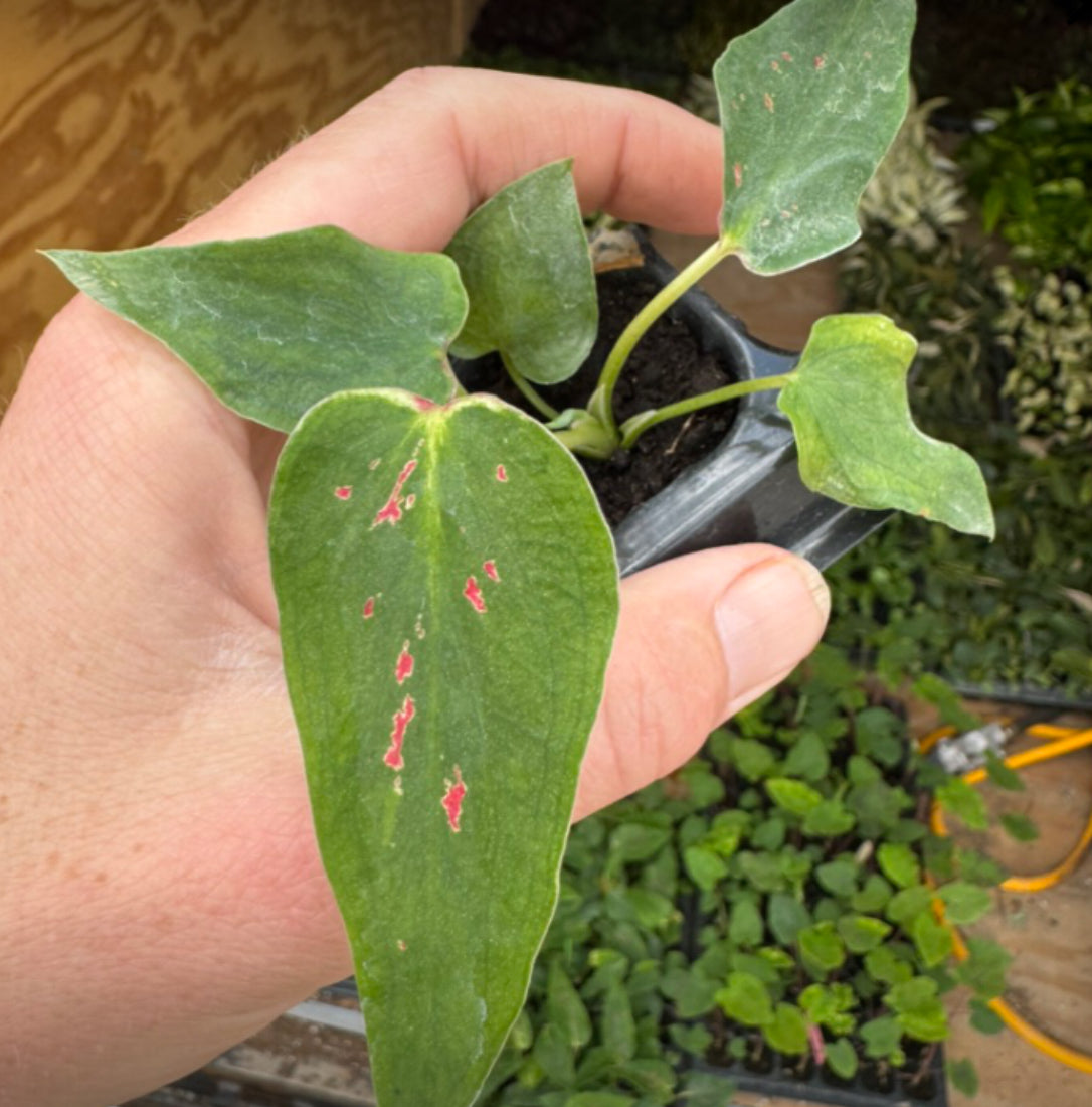 Caladium Thousand Stars live caladium from Mulliken Nursery