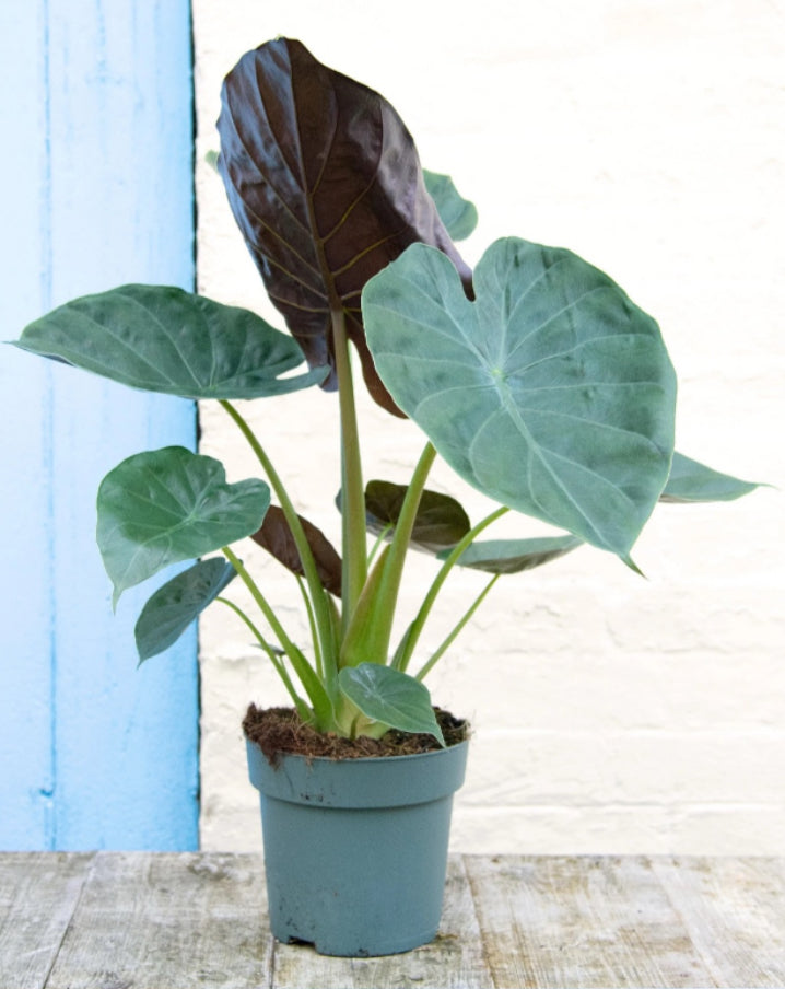 Alocasia Wentii - 4in