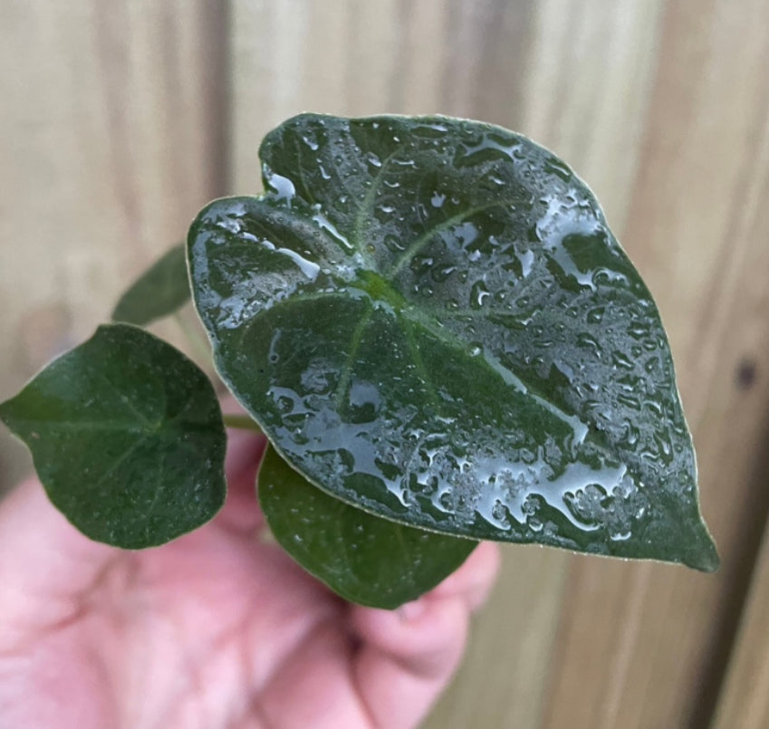 Alocasia Wentii