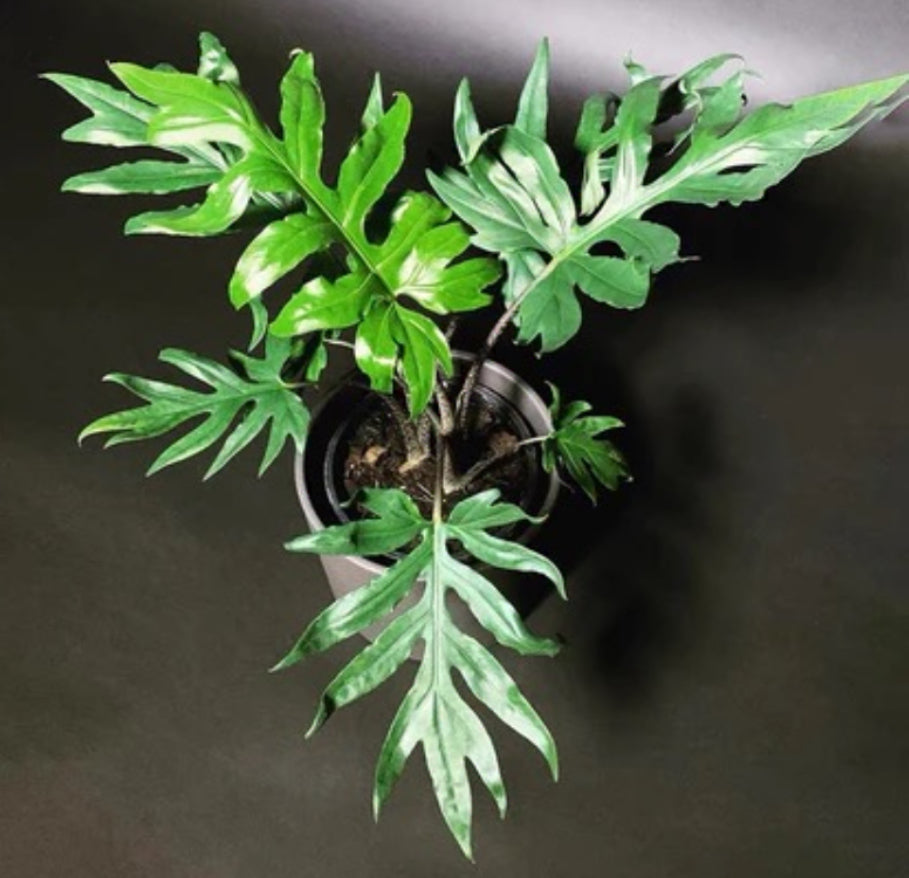 Alocasia Brancifolia  - 4in