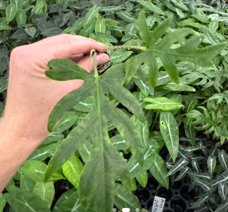 Alocasia Brancifolia  - 4in