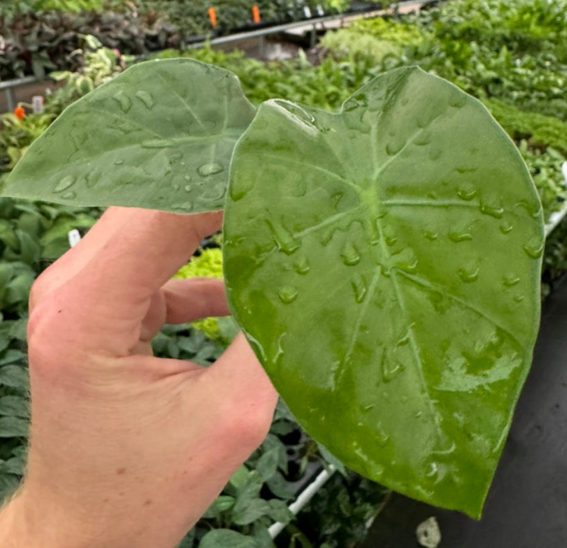 Alocasia Borneo King - 4in